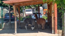 Vogelpark-teltow-11.jpg